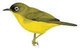 Ranongga White-eye Illustration