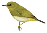 Dark-eyed White-eye Illustration