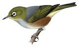 Silvereye Illustration