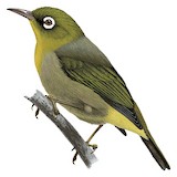 Slender-billed White-eye Illustration