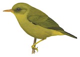 Rennell White-eye Illustration