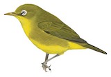 Louisiade White-eye Illustration