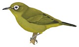 Kolombangara White-eye Illustration