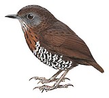 Mishmi Wren-Babbler Illustration