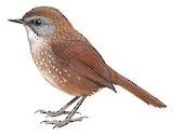 Naga Wren-Babbler Illustration