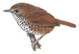 Chin Hills Wren-Babbler Illustration