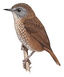 Grey-bellied Wren-Babbler Illustration