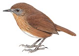 Tawny-breasted Wren-Babbler Illustration