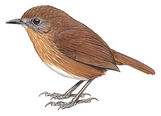 Tawny-breasted Wren-Babbler