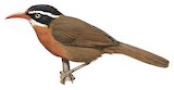 Black-crowned Scimitar Babbler Illustration