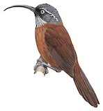 Slender-billed Scimitar Babbler Illustration