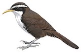 Indian Scimitar Babbler Illustration