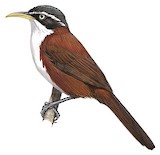 Javan Scimitar Babbler Illustration