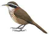 Streak-breasted Scimitar Babbler Illustration