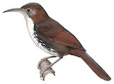 Large Scimitar Babbler Illustration