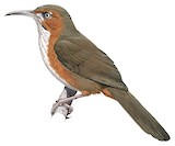 Rusty-cheeked Scimitar Babbler Illustration