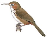 Spot-breasted Scimitar Babbler Illustration