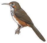 Black-streaked Scimitar Babbler Illustration