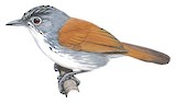 White-breasted Babbler Illustration