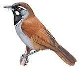 Black-throated Babbler Illustration