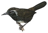 Sikkim Wedge-billed Babbler Illustration