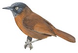 Grey-headed Babbler Illustration