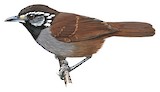 White-necked Babbler Illustration