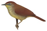 Pin-striped Tit-Babbler Illustration