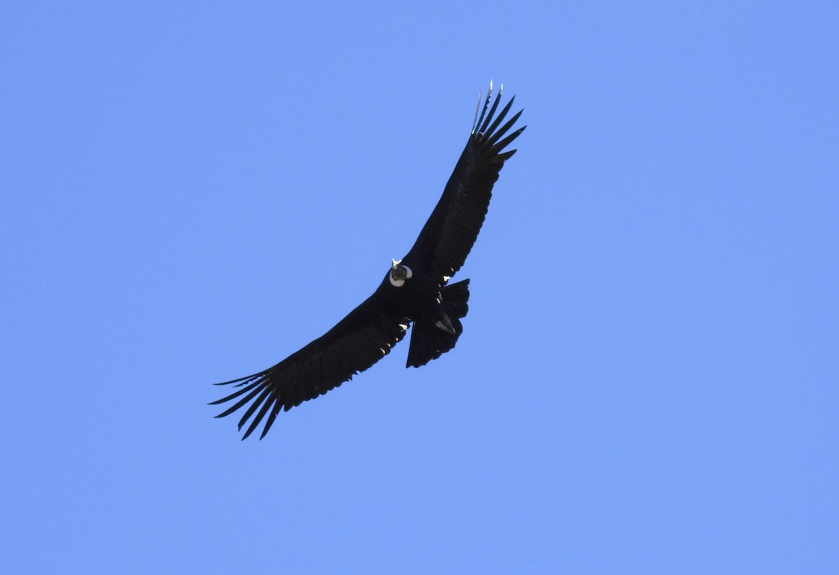 Andean Condor - Jon Iratzagorria Garay