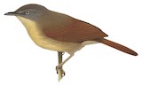 Kangean Tit-Babbler Illustration