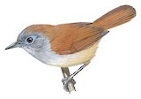 Chestnut-winged Babbler Illustration