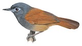 Grey-hooded Babbler Illustration