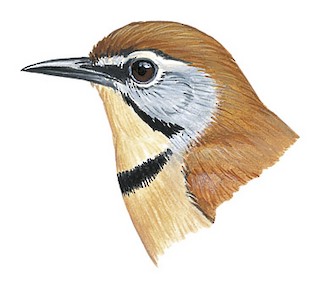 Crescent-chested Babbler - Cyanoderma melanothorax - Birds of the World