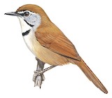 Crescent-chested Babbler Illustration