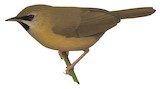 Black-chinned Babbler Illustration