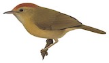 Rufous-capped Babbler Illustration