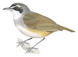 Grey-breasted Babbler Illustration