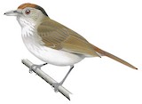 Rufous-crowned Babbler Illustration