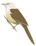 White-hooded Babbler Illustration