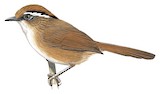 Rusty-capped Fulvetta Illustration