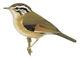 Rufous-winged Fulvetta Illustration