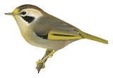 Golden-fronted Fulvetta Illustration