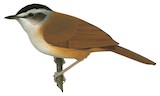 Blackcap Illadopsis Illustration