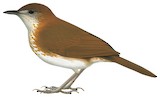 Spotted Thrush-Babbler Illustration