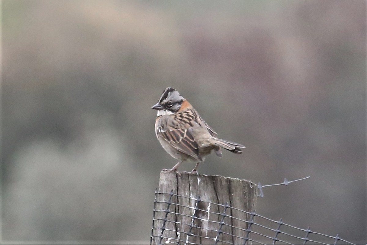 Rufous-collared Sparrow - ML153123551