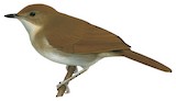 Rufous-winged Illadopsis Illustration