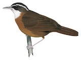 Bornean Black-capped Babbler Illustration