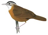 Malayan Black-capped Babbler Illustration