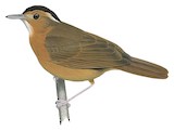 Javan Black-capped Babbler Illustration