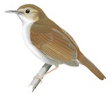 White-chested Babbler Illustration